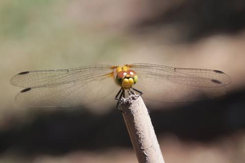 Sympetrum sanguineum
